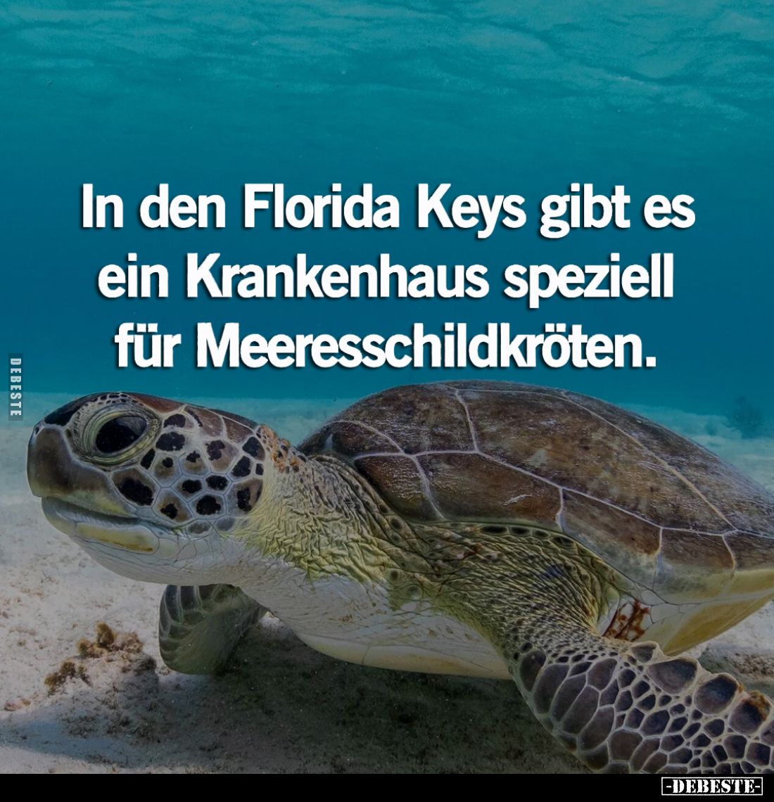 In den Florida Keys gibt es ein Krankenhaus speziell für Meeresschildkröten.