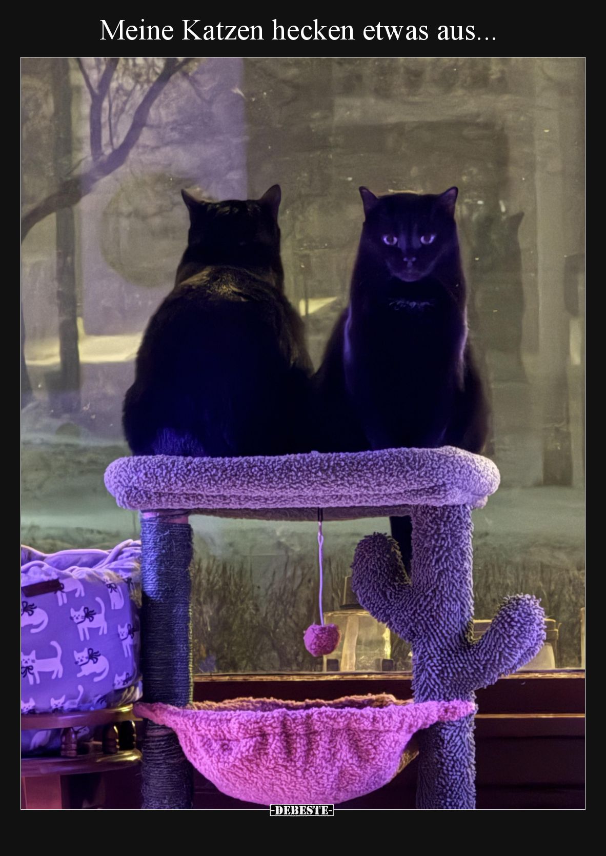 Meine Katzen hecken etwas aus.