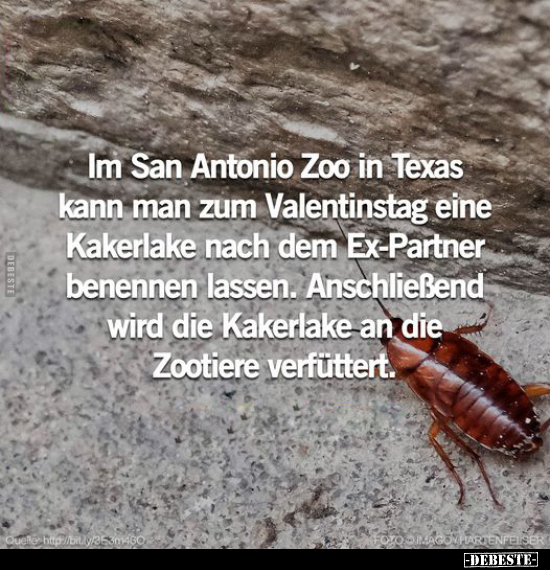 Im San Antonio Zoo in Texas kann man zum Valentinstag eine.. - Lustige Bilder | DEBESTE.de