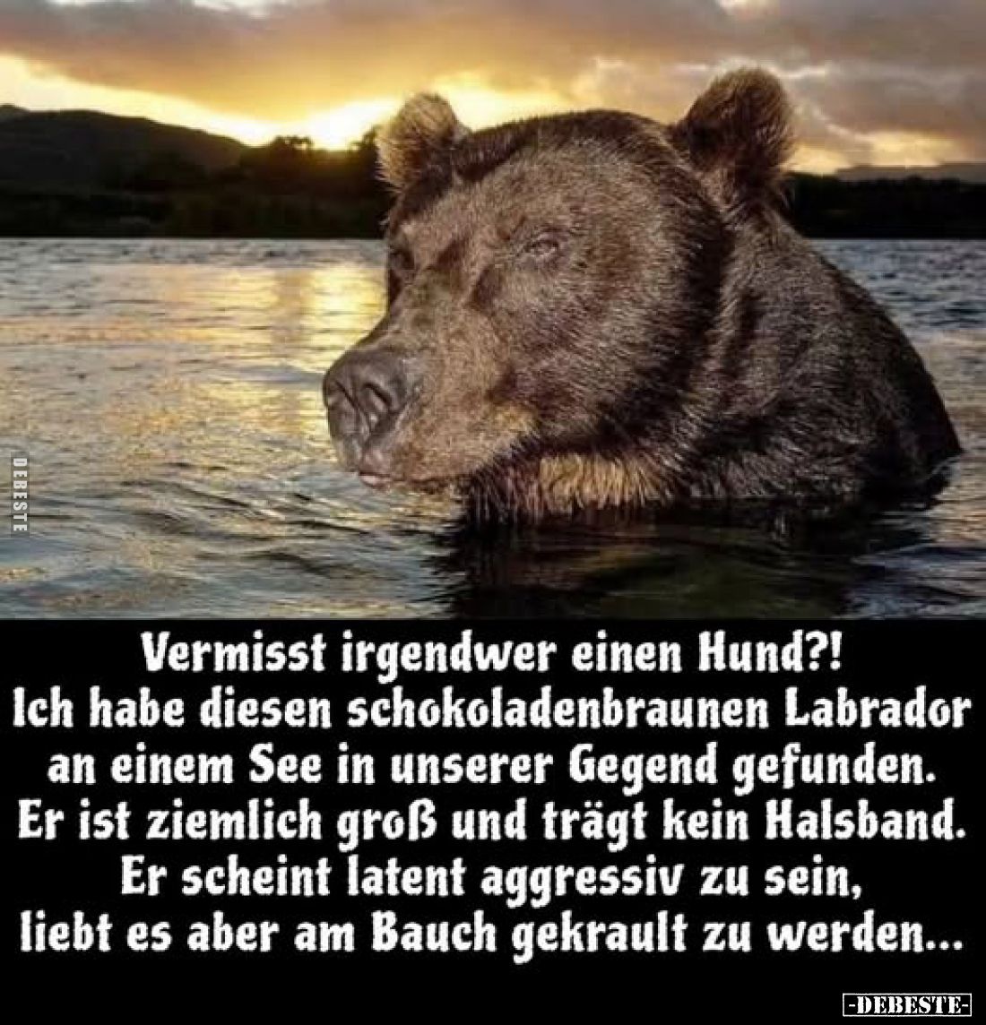 Vermisst irgendwer einen Hund?!
Ich habe diesen schokoladenbraunen Labrador an einem See in unserer Gegend gefunden. Er ist ...