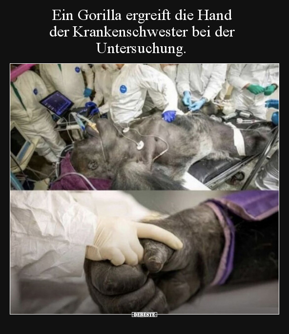 Ein Gorilla ergreift die Hand der Krankenschwester bei der.. - Lustige Bilder | DEBESTE.de
