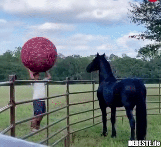 Bloß ein großer Hund..