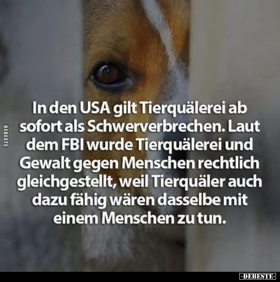 In den USA gilt Tierquälerei ab sofort als Schwerverbrechen.
Laut dem FBI wurde Tierquälerei und Gewalt gegen Menschen recht...