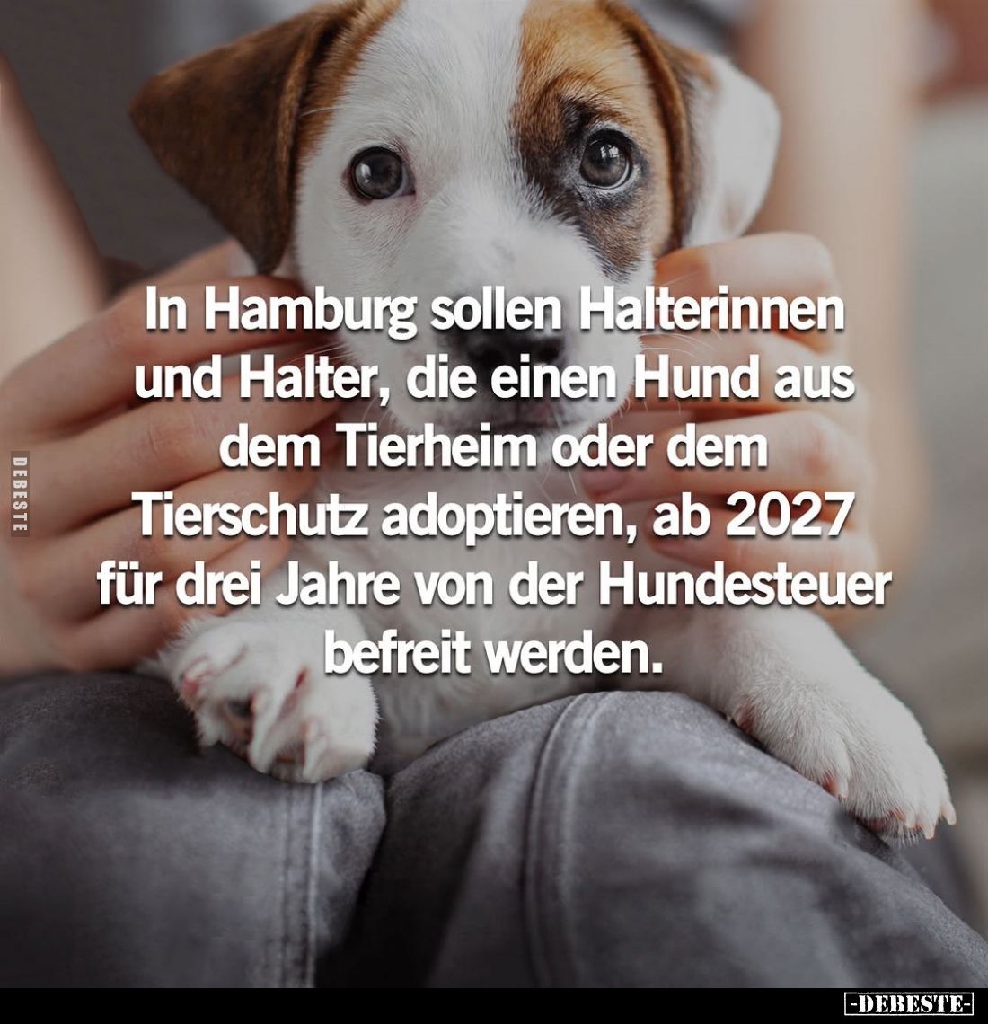 In Hamburg sollen Halterinnen und Halter, die einen Hund aus dem Tierheim oder dem Tierschutz adoptieren, ab 2027 für drei Ja...