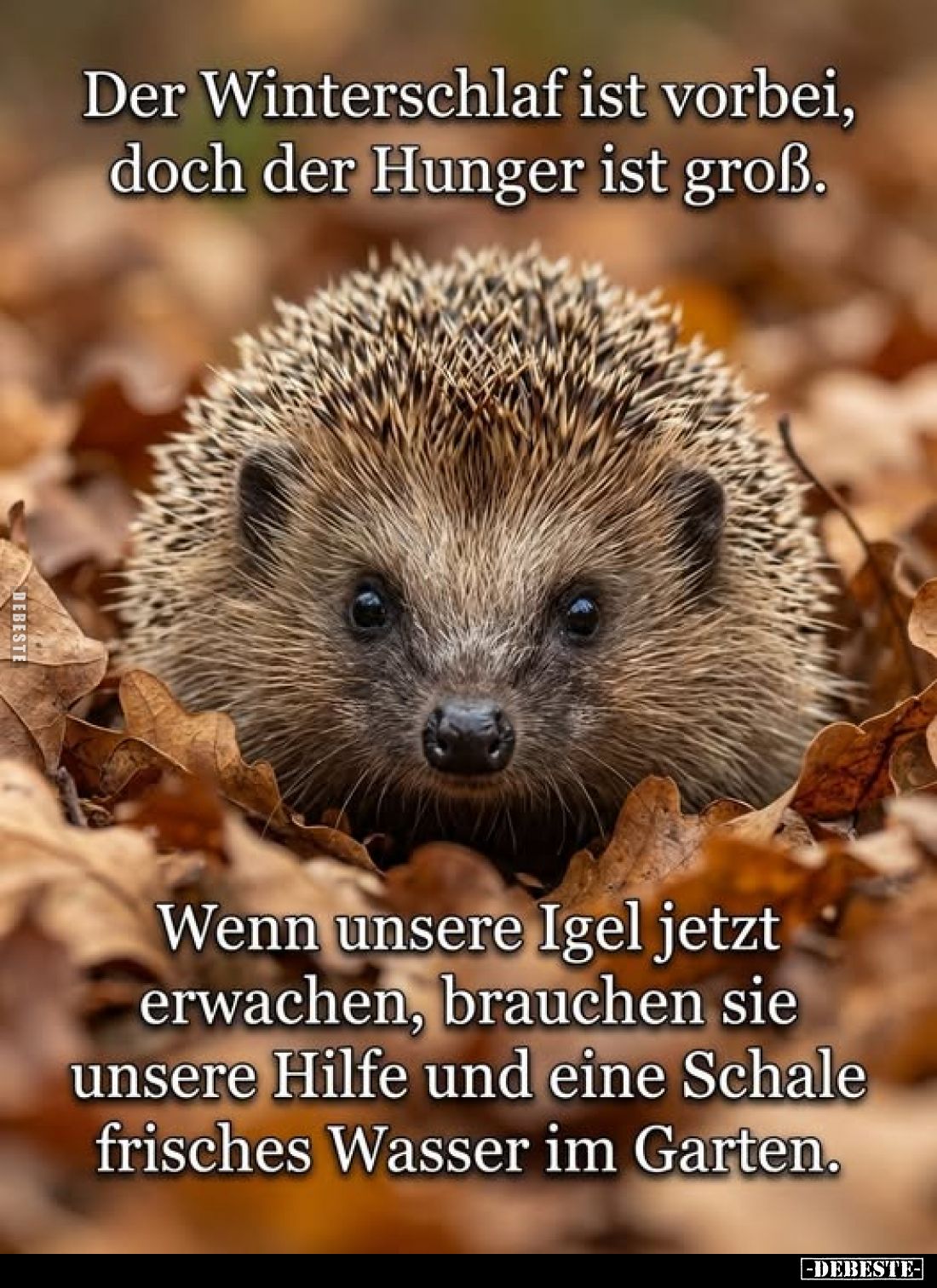 Der Winterschlaf ist vorbei, doch der Hunger ist groß.
Wenn unsere Igel jetzt erwachen, brauchen sie unsere Hilfe und eine S...