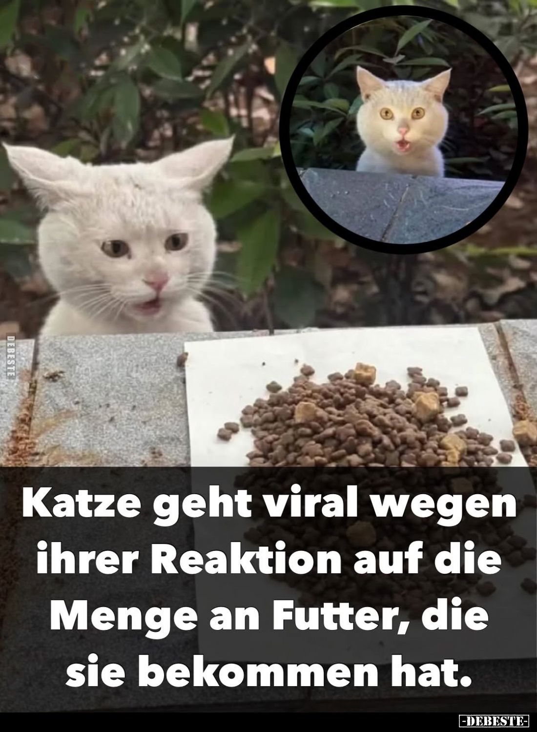 Katze geht viral wegen ihrer Reaktion... - Lustige Bilder | DEBESTE.de
