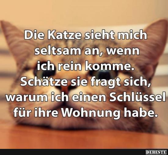 Die Katze sieht mich seltsam an.. - Lustige Bilder | DEBESTE.de