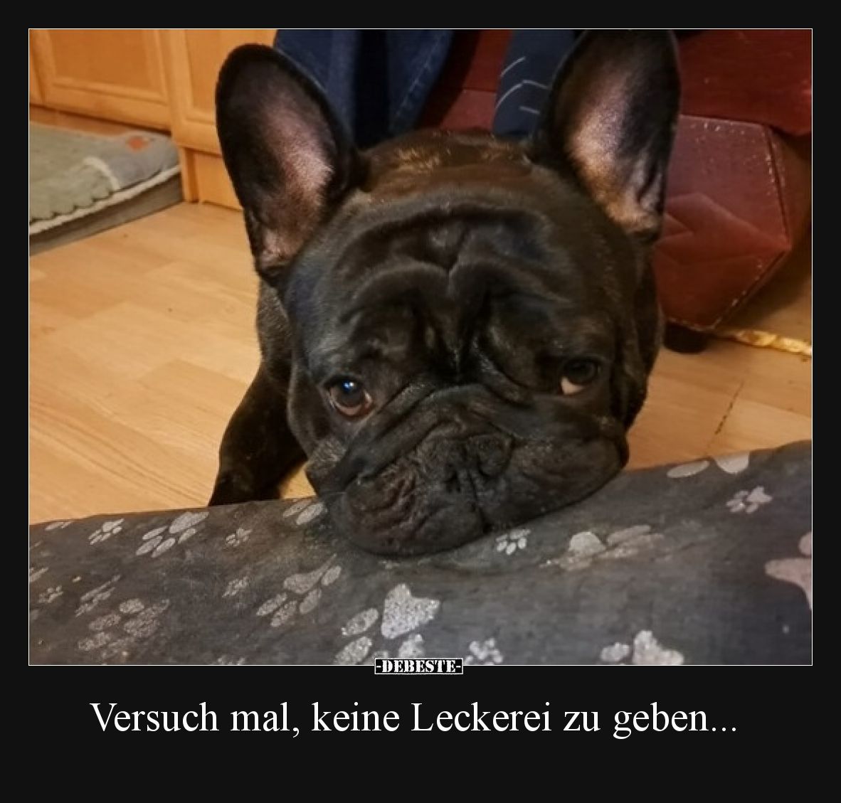 Versuch mal, keine Leckerei zu geben... - Lustige Bilder | DEBESTE.de