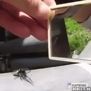 Spinne sieht sich selbst im Spiegel..