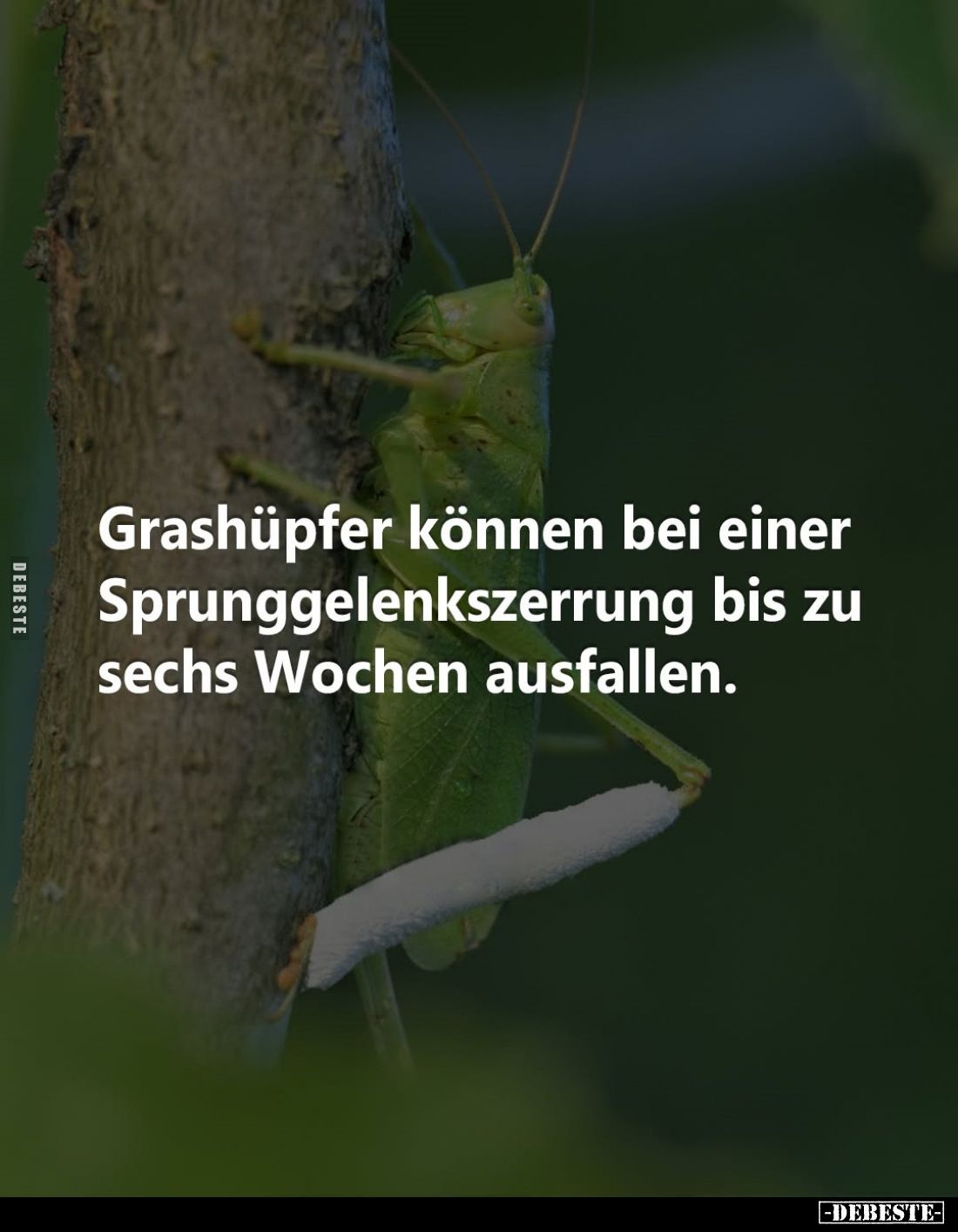 Grashüpfer können bei einer Sprunggelenkszerrung bis zu sechs Wochen ausfallen.