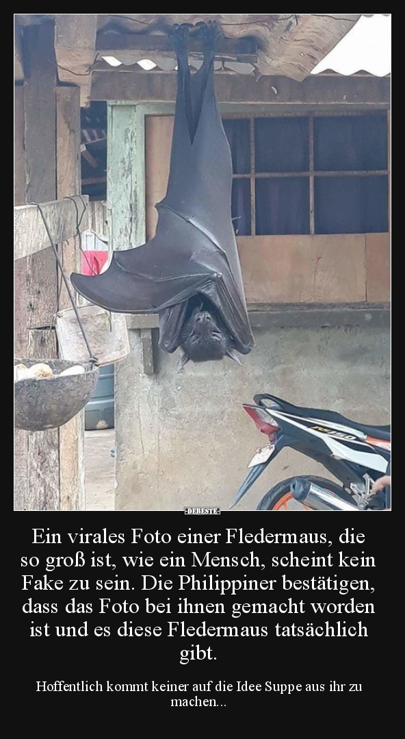 Ein virales Foto einer Fledermaus, die so groß ist, wie.. - Lustige Bilder | DEBESTE.de