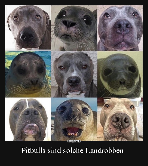 Pitbulls sind solche Landrobben.. - Lustige Bilder | DEBESTE.de
