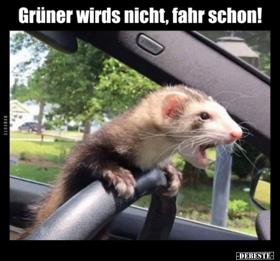 Grüner wirds nicht, fahr schon!..