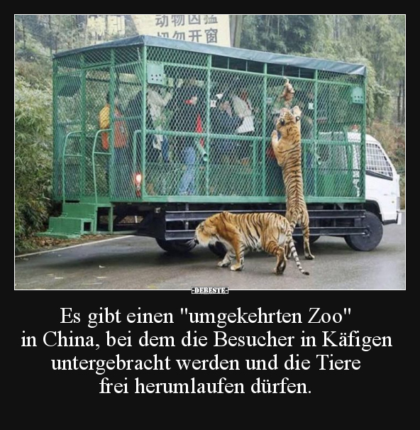 Es gibt einen "umgekehrten Zoo" in China.. - Lustige Bilder | DEBESTE.de