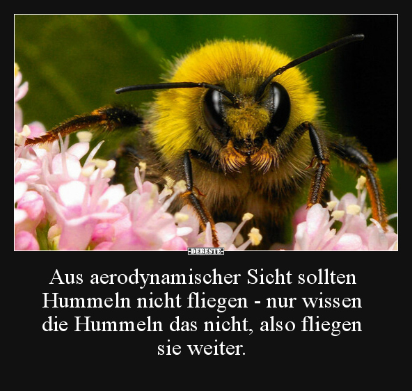 Aus aerodynamischer Sicht sollten Hummeln nicht fliegen.. - Lustige Bilder | DEBESTE.de