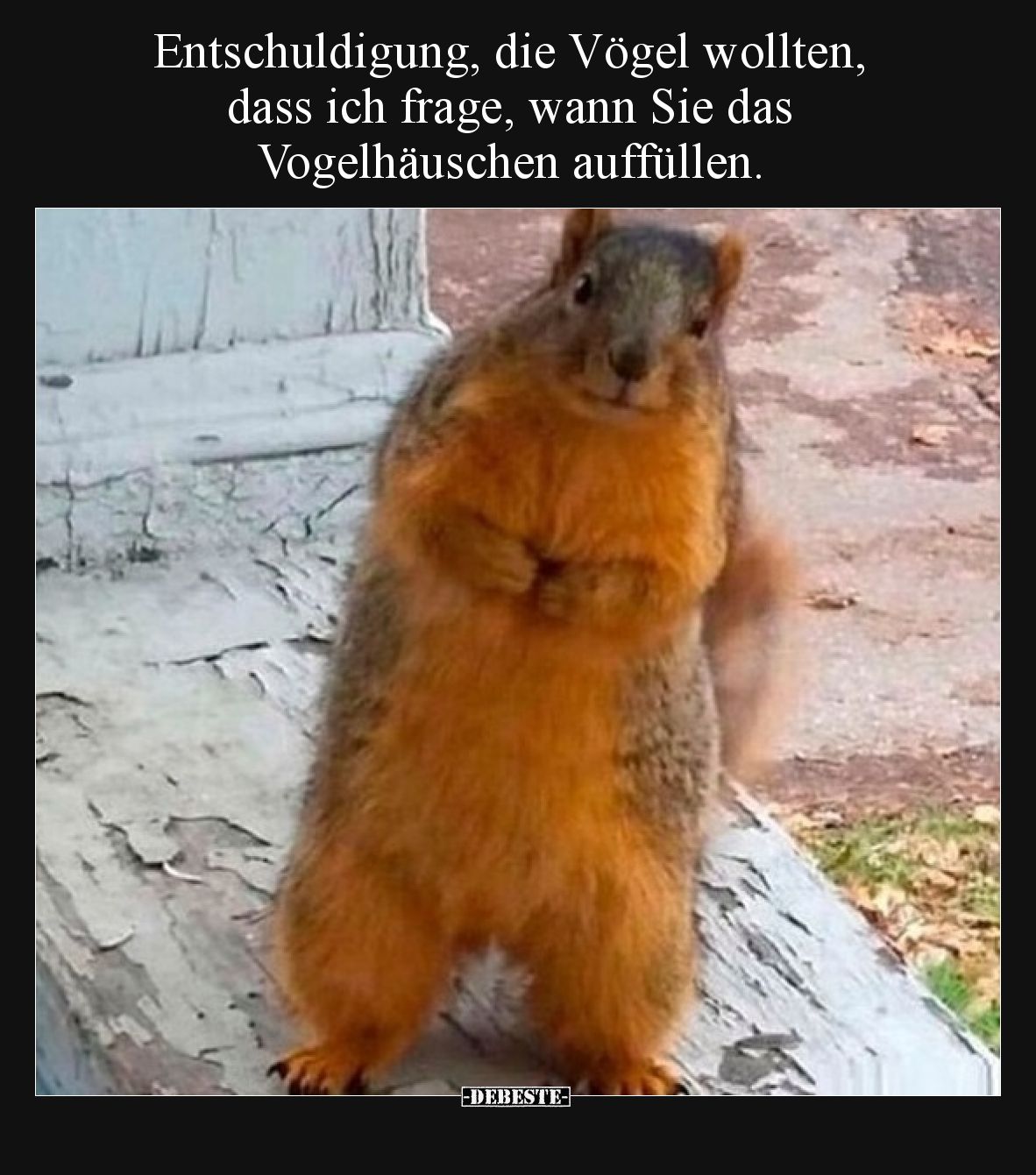 Entschuldigung, die Vögel wollten, dass ich frage, wann Sie das Vogelhäuschen auffüllen.