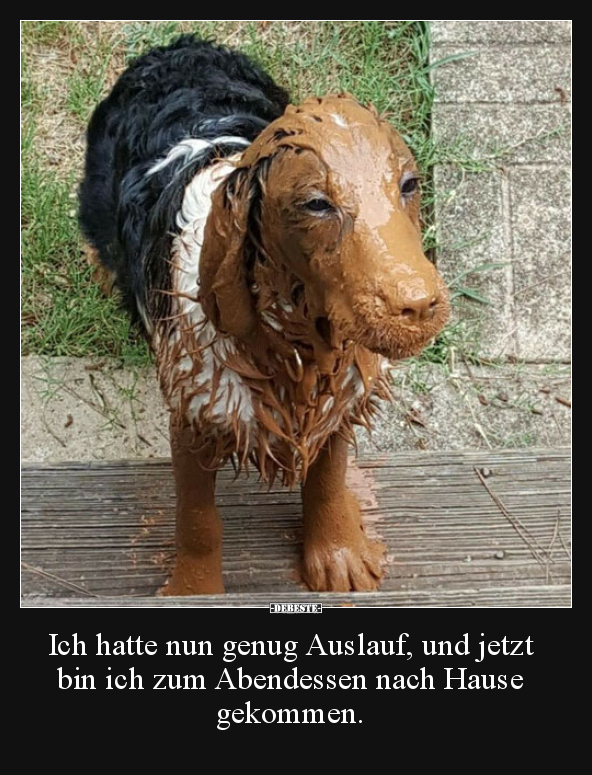 Ich hatte nun genug Auslauf, und jetzt bin ich zum..