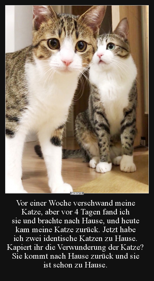 Vor einer Woche verschwand meine Katze, aber vor 4 Tagen..
