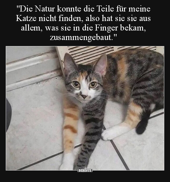 "Die Natur konnte die Teile für meine Katze nicht finden.." - Lustige Bilder | DEBESTE.de