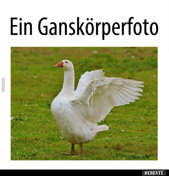 Ein Ganskörperfoto.. - Lustige Bilder | DEBESTE.de