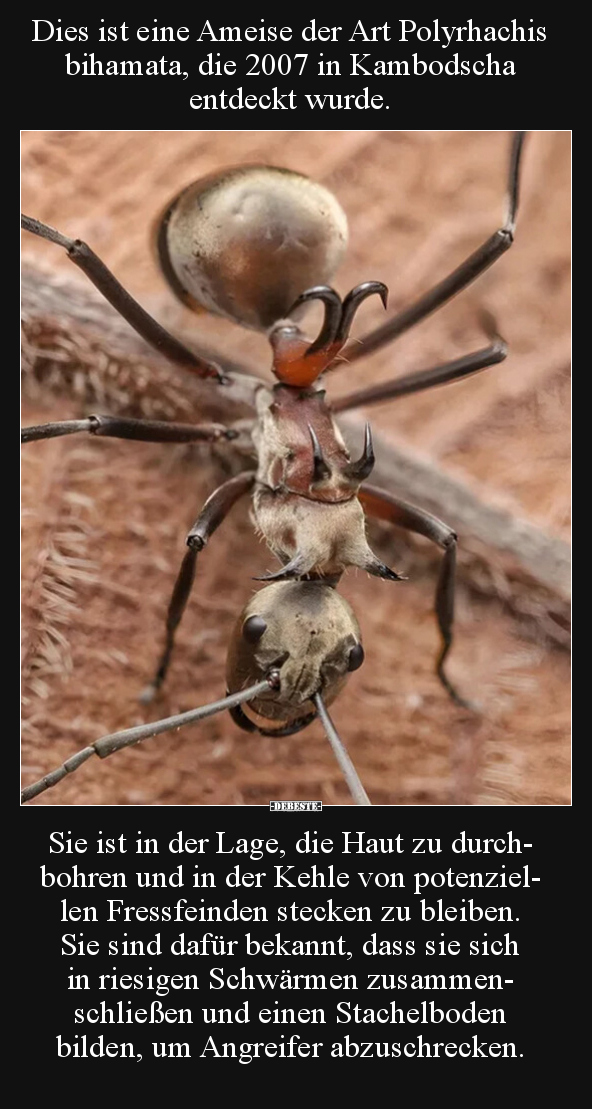 Dies ist eine Ameise der Art Polyrhachis bihamata, die 2007.. - Lustige Bilder | DEBESTE.de