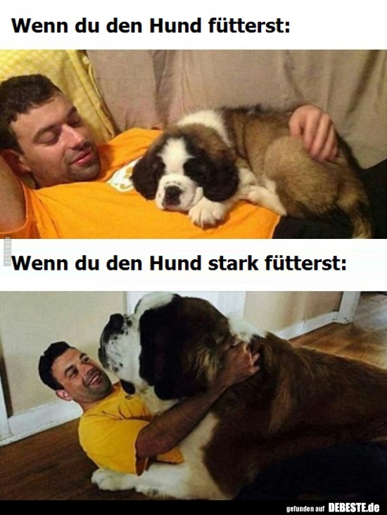 Wenn du den Hund fütterst..