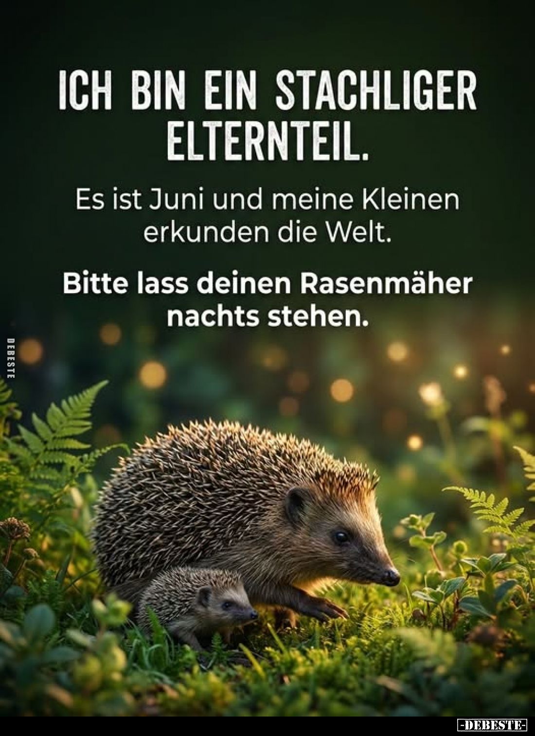 Ich bin ein stachliger Elternteil.
Es ist Juni und meine Kleinen erkunden die Welt.
Bitte lass deinen Rasenmäher nachts ste...