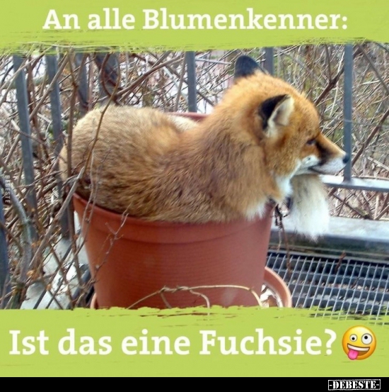 An alle Blumenkenner: Ist das eine Fuchsie?..