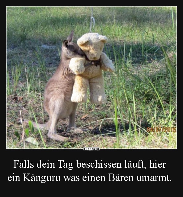 Falls dein Tag beschissen läuft, hier ein Känguru was.. - Lustige Bilder | DEBESTE.de