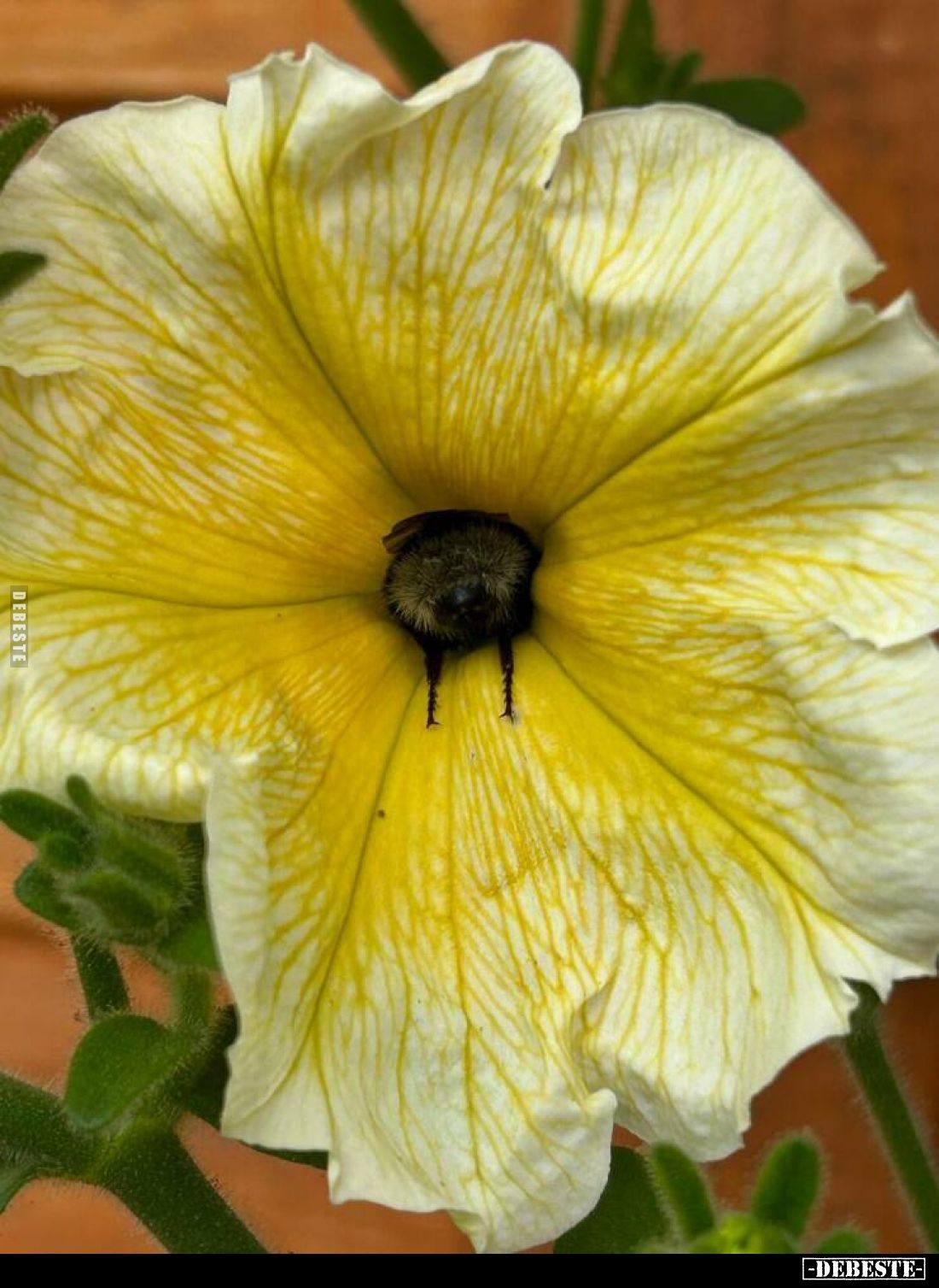  - Lustige Bilder | DEBESTE.de