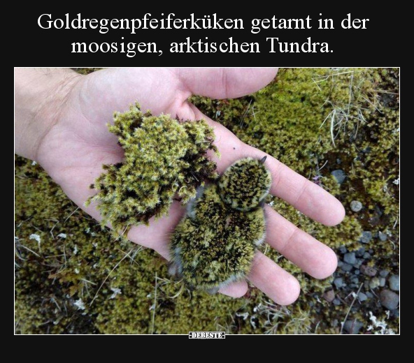 Goldregenpfeiferküken getarnt in der moosigen, arktischen.. - Lustige Bilder | DEBESTE.de