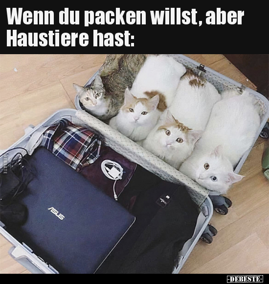 Wenn du packen willst, aber Haustiere hast.. - Lustige Bilder | DEBESTE.de