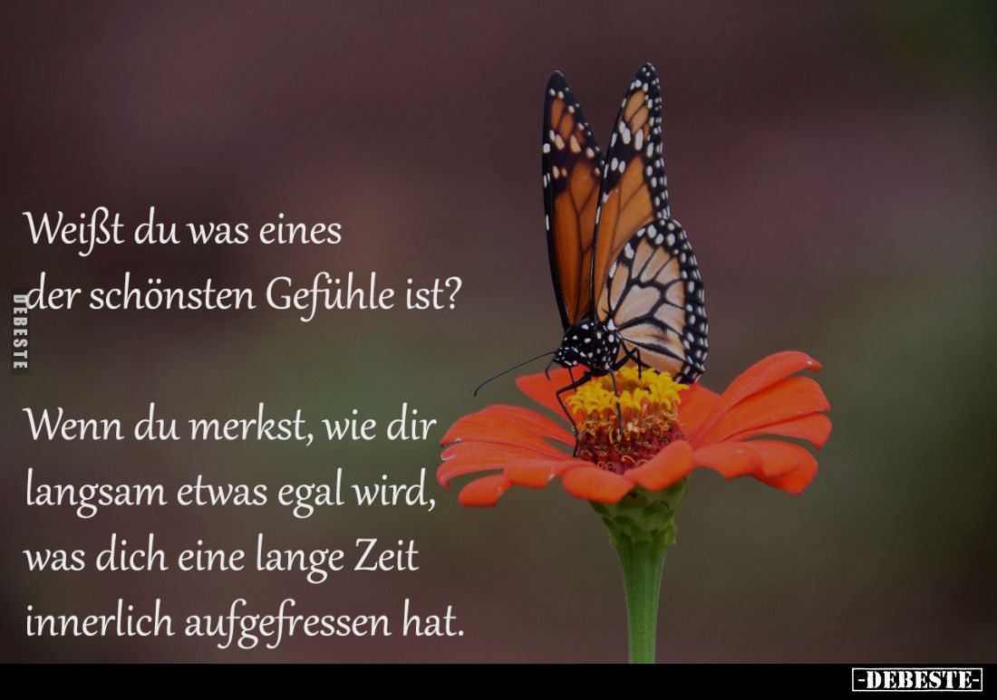 Weißt du was eines 
der schönsten Gefühle ist? 

Wenn du merkst, wie dir 
langsam etwas egal wird, 
was dich eine lange ...
