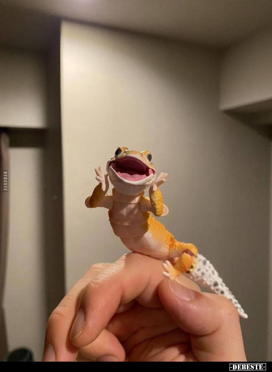  - Lustige Bilder | DEBESTE.de