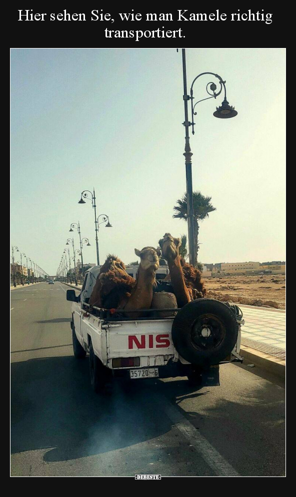 Hier sehen Sie, wie man Kamele richtig transportiert... - Lustige Bilder | DEBESTE.de