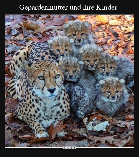 Gepardenmutter und ihre Kinder.. - Lustige Bilder | DEBESTE.de
