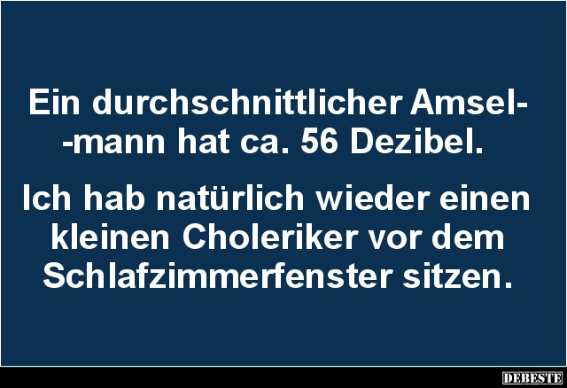Ein durchschnittlicher Amselmann hat ca. 56 Dezibel.. - Lustige Bilder | DEBESTE.de