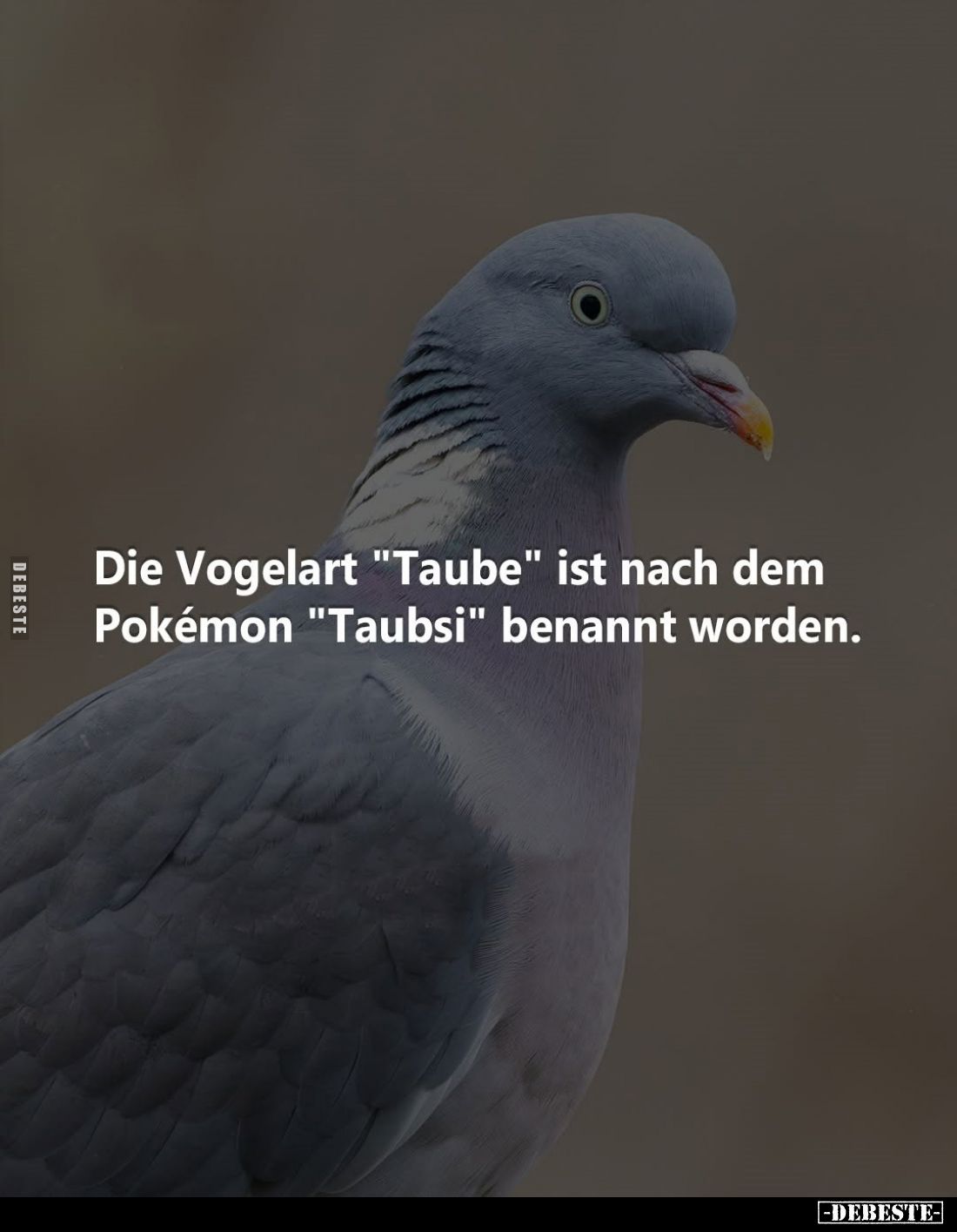 Die Vogelart "Taube" ist nach dem Pokémon "Taubsi" benannt worden.