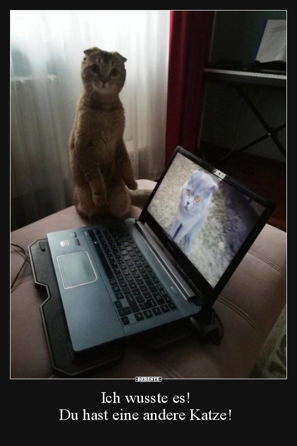 1 Lustige Bilder Von Katzen Laptop Lustig