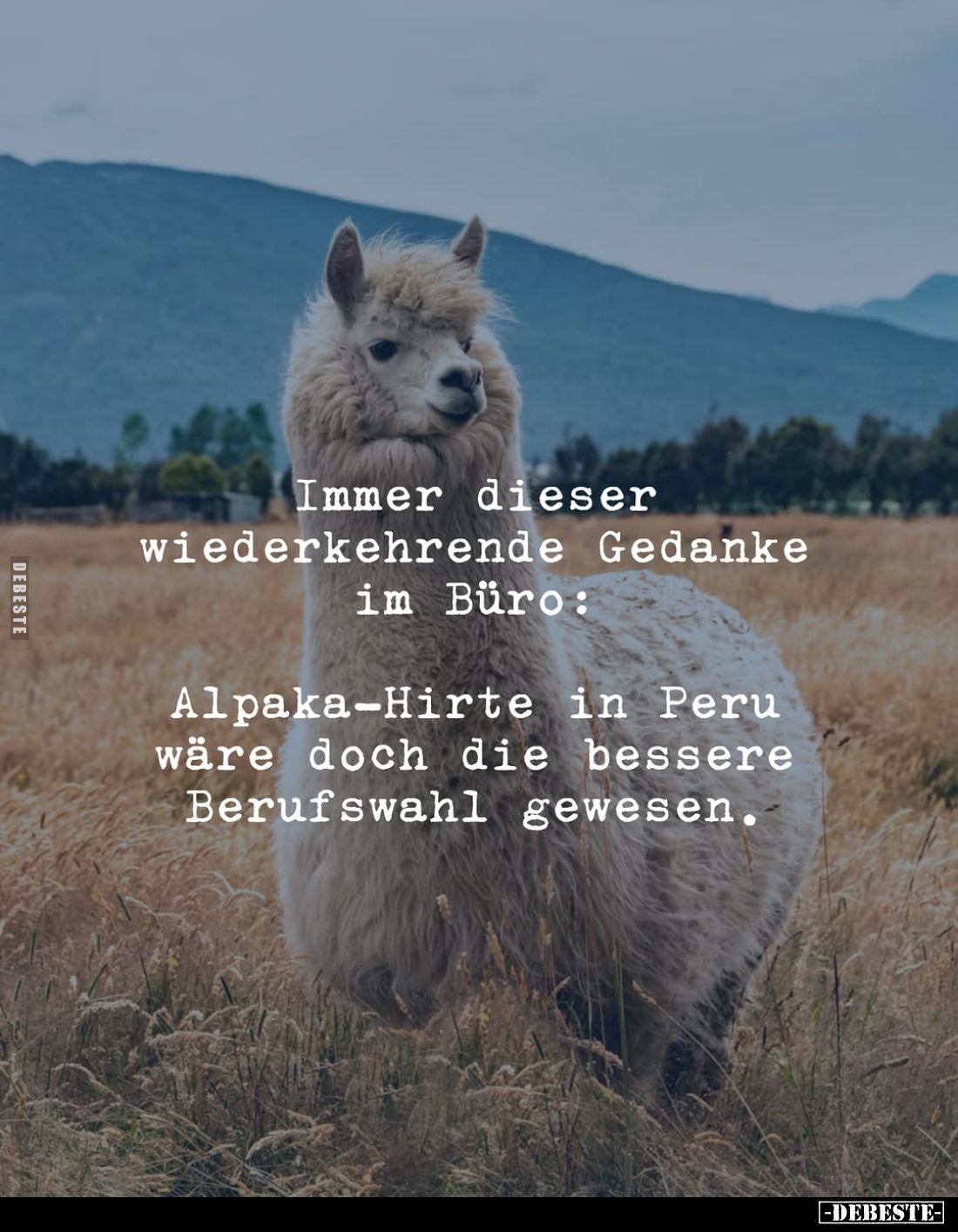 Immer dieser wiederkehrende Gedanke im Büro:
Alpaka-Hirte in Peru wäre doch die bessere Berufswahl gewesen.