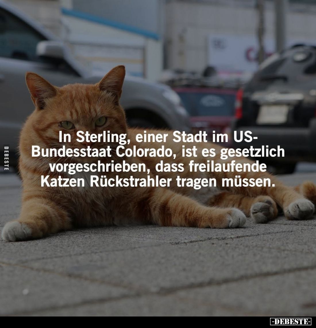 In Sterling, einer Stadt im US-Bundesstaat Colorado, ist es gesetzlich vorgeschrieben, dass freilaufende Katzen Rückstrahler ...