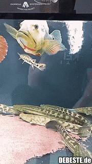 Bwpbwpbwpbpwpbwppbwp...