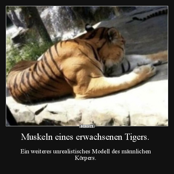 Muskeln eines erwachsenen Tigers... - Lustige Bilder | DEBESTE.de