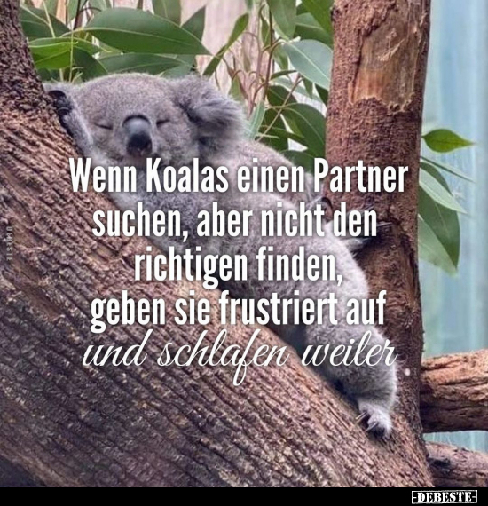 Wenn Koalas einen Partner suchen.. - Lustige Bilder | DEBESTE.de