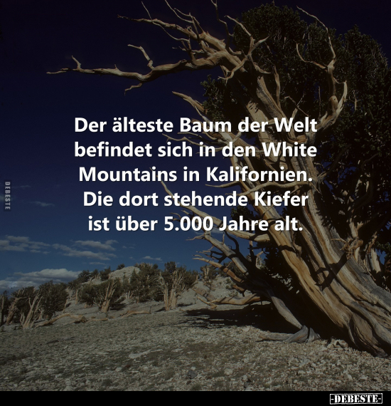 Der älteste Baum der Welt befindet sich in den White.. - Lustige Bilder | DEBESTE.de