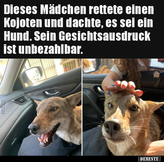 Dieses Mädchen rettete einen Kojoten und dachte, es sei ein..