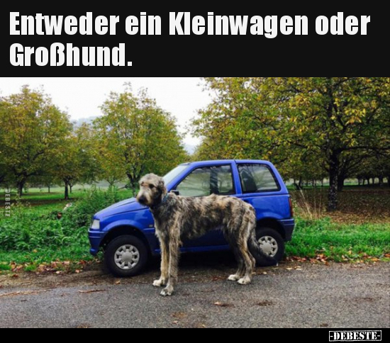 Entweder ein Kleinwagen oder Großhund... - Lustige Bilder | DEBESTE.de