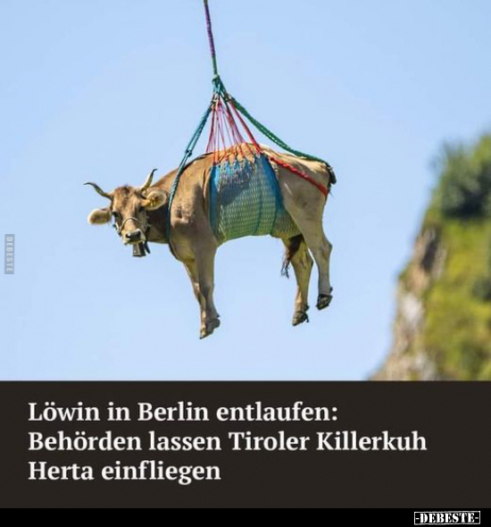 Löwin in Berlin entlaufen: Behörden lassen Tiroler.. - Lustige Bilder | DEBESTE.de