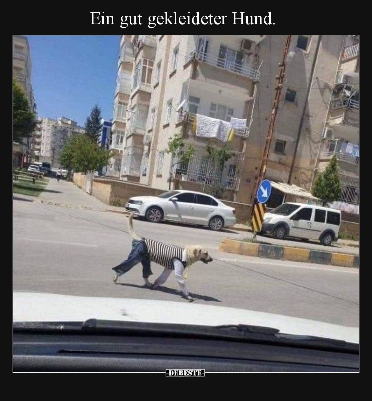 Ein gut gekleideter Hund.