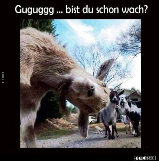 Guguggg... bist du schon wach?.. - Lustige Bilder | DEBESTE.de